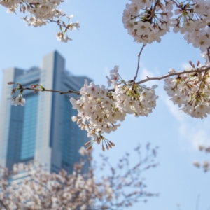 みなとみらいの資産価値は安泰なのか？を検証してみた